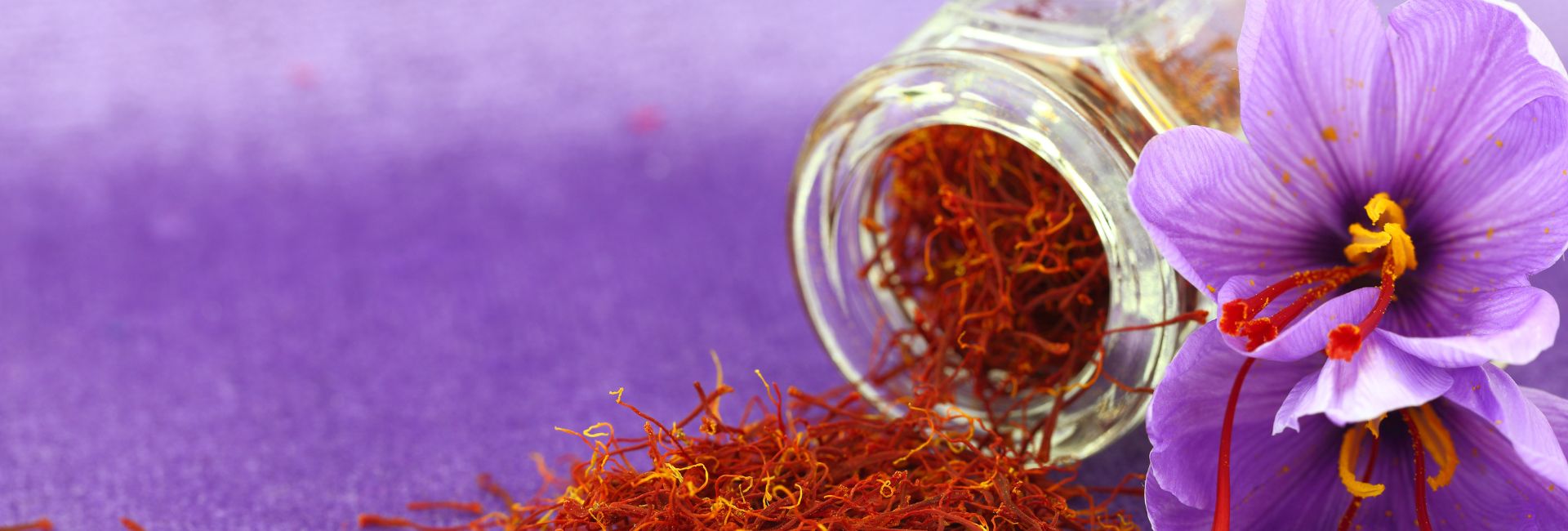 Saffron Crocus